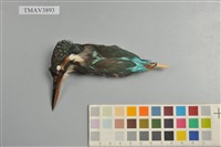 藏品(翠鳥)的圖片